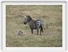 Safari dans le  Cratère de Ngorongoro