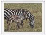 Safari dans le  Cratère de Ngorongoro