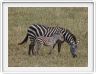 Safari dans le  Cratère de Ngorongoro