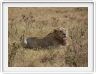 Safari dans le  Cratère de Ngorongoro