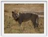 Safari dans le  Cratère de Ngorongoro
