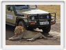 Safari dans le  Cratère de Ngorongoro