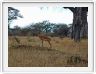 Parc national Tarangire