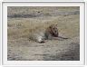 Safari dans le  Cratère de Ngorongoro
