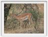 Parc national Tarangire