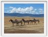 Safari dans le  Cratère de Ngorongoro