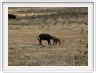 Safari dans le  Cratère de Ngorongoro
