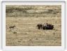 Safari dans le  Cratère de Ngorongoro