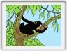 Les premiers singes