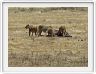 Safari dans le  Cratère de Ngorongoro