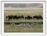 Safari dans le  Cratère de Ngorongoro