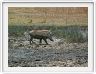 Safari dans le  Cratère de Ngorongoro