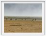 Safari dans le  Cratère de Ngorongoro