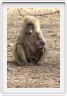 Parc national Tarangire (Photo Claude Jacot)
