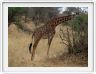 Parc national Tarangire