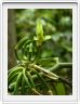 Zanzibar, Visite du Jardin aux épices.