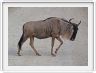 Parc national Tarangire