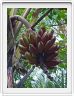Zanzibar, Visite du Jardin aux épices.