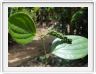 Zanzibar, Visite du Jardin aux épices.