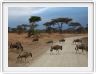 Parc national Tarangire