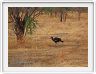 Parc national Tarangire