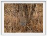Parc national Tarangire
