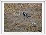 Parc national Tarangire