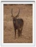 Parc national Tarangire