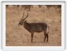 Parc national Tarangire