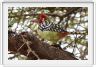 Lake Manyara national Park (photo Claude Jacot)