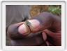 Lake Manyara national Park