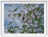 Lake Manyara national Park