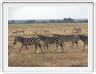 Dans les environs du Lac Ndutu (Serengeti)