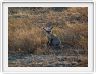 Safari matinal dans la région du Lac Ndutu