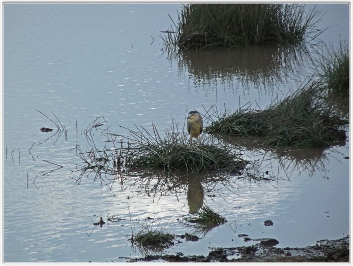 Dans les environs du Lac Ndutu (Serengeti)